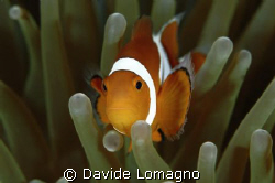 pesce pagliaccio e anemone di mare by Davide Lomagno 